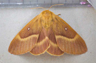Oak Eggar Moth