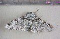 Peppered Moth