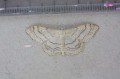 Riband Wave Moth