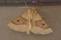 Scalloped Oak