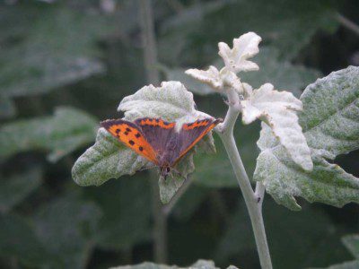 Small Copper Butterfly
