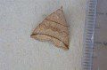 Small Fan-foot Moth