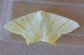 Swallow-tailed Moth