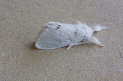 Yellow-tail Moth