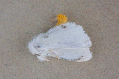 Yellow-tail