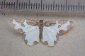 Clouded Border moth