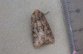 Flounced Rustic