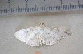 Mother of Pearl Moth