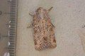 Flounced Rustic