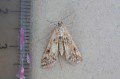 Ringed China Mark
