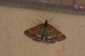 Pyrausta despicata