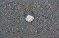 Lonely Shell