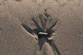 Patterns in the Sand