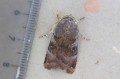 Lesser Broad-bordered Yellow Underwing