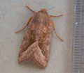 Rosy Rustic Moth