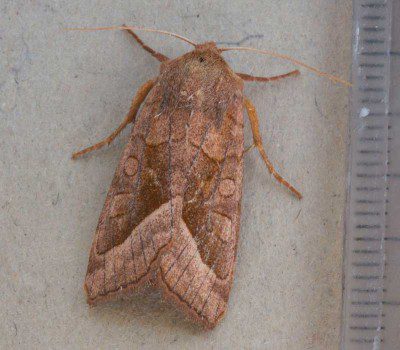 Rosy Rustic Moth