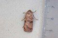 Six-striped Rustic