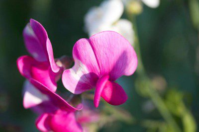 Sweet Peas