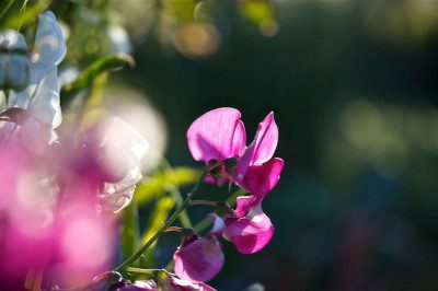 Sweet Peas