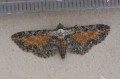 Tawny Speckled Pug
