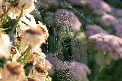 Spiders Web