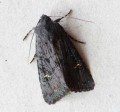 Black Rustic