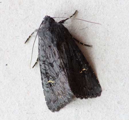 Black Rustic