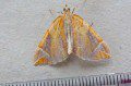 Chevron Moth