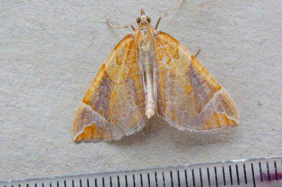 Chevron Moth
