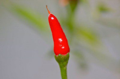 Chilli Pepper