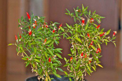 Chilli Plant
