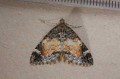 Common Marbled Carpet
