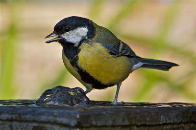 Great Tit