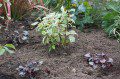 Heuchera