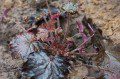 Heuchera