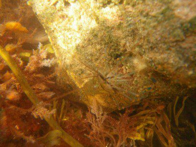 IMGP1027 Shrimp in a rockpool