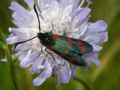 IMGP1030 Six-spot Burnet Moth