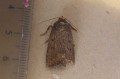 Mouse Moth