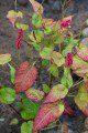 Persicaria?
