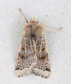 Lunar Underwing