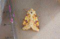 Sallow