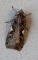 Setaceous Hebrew Character
