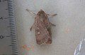 Square-spot Rustic