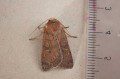 Square-spot Rustic