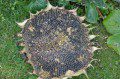 Sunflower Seed Head