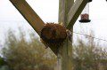 Sunflower Bird Feeder