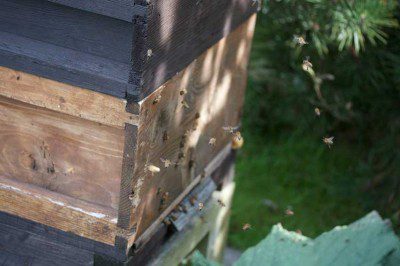 Busy Bees