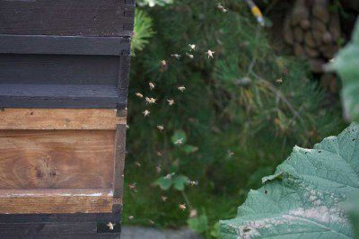Bees at the Bottom of the Garden