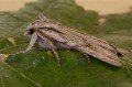 Blair's Shoulder Knot Moth