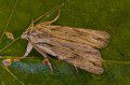 Blair's Shoulder Knot Moth